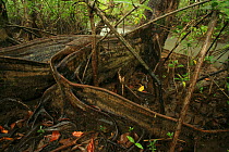 Buttressed trunk of a Nato mangrove (Mora megistosperma) and Stilt-rooted mangroves (Rhizophora mangle) at low tide, Coqui, Chocó Department, Pacific Coast, Colombia