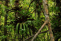 Bromeliads and stilt-rooted Red mangroves (Rhizophora mangle) at low tide, Coqui, Chocó Department, Pacific Coast, Colombia
