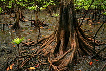Piñuela mangroves (Pelliciera rhizophorae) at low tide, Coqui, Chocó Department, Pacific Coast, Colombia