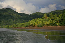 Lowland tropical rainforest and beach, Coqui, Chocó Department, Pacific Coast, Colombia, October 2007