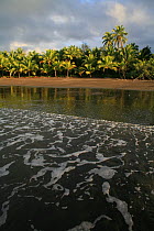 Coconut palms (Cocos nucifera) on beach, Coqui, Chocó Department, Pacific Coast, Colombia, October 2007