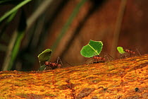 Three Leafcutter ants (Atta sp) carrying leaves on buttress of a Higueron tree (Ficus sp.) in lowland tropical rainforest, Coqui, Chocó Department, Pacific Coast, Colombia