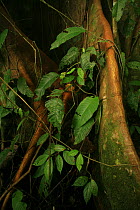 Higueron tree (Ficus sp) buttresses roots, in lowland tropical rainforest, Coqui, Chocó Department, Pacific Coast, Colombia