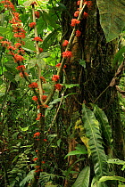 Pringamosa tree (Urera caracasana) with cauliflorous flowers, in lowland tropical rainforest, Coqui, Chocó Department, Pacific Coast, Colombia