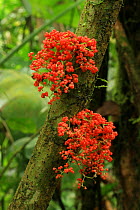 Pringamosa tree (Urera caracasana) flowers, in lowland tropical rainforest, Coqui, Chocó Department, Pacific Coast, Colombia