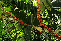 Cauliflorous flowers of a Pringamosa tree (Urera caracasana) and fronds of a Panama hat palm (Carludovica palmata) in lowland tropical rainforest, Coqui, Chocó Department, Pacific Coast, Colombia