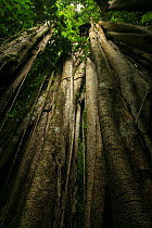 Aerial roots of a Strangler fig (Ficus sp) in lowland tropical rainforest, Coqui, Chocó Department, Pacific Coast, Colombia
