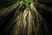 Aerial roots of a Strangler fig (Ficus sp) in lowland tropical rainforest, Coqui, Chocó Department, Pacific Coast, Colombia