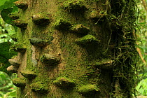 Spine covered tree trunk, lowland tropical rainforest, Coqui, Chocó Department, Pacific Coast, Colombia