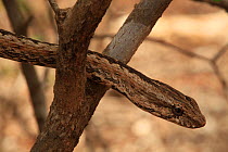 Snake (Mimophis mahafaliensis) in tree, spiny forest, Reniala Reserve, SW Madagascar