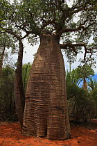 Baobab tree (Adansonia rubrostipa) in spiny forest, Reniala Reserve, SW Madagascar, January 2009