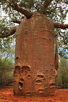 Baobab tree (Adansonia rubrostipa) 1,200 years old, in spiny forest, Reniala Reserve, SW Madagascar, January 2009