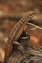 Madagascan spiny-tailed lizard (Oplurus cuvieri) in spiny forest, Reniala Reserve, SW Madagascar