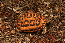 Spider / Flat tailed tortoise (Pyxis arachnoides) in spiny forest, Reniala Reserve, SW Madagascar, Critically endangered