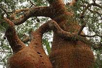 Baobab trees (Adansonia rubrostipa) in spiny forest, Reniala Reserve, SW Madagascar