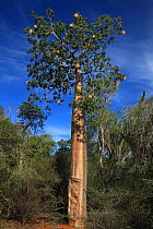 Baobab tree (Adansonia rubrostipa) in flower, in spiny forest, Reniala Reserve, SW Madagascar, January 2009