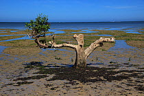 Mangrove (Sonneratia alba) with branches cut off, between Toliara and Ifaty, SW Madagascar, January 2009