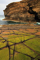 Green algae at low tide on sandstone rock formations, with sandstone cliffs behind, Yesnaby, Orkney, Scotland, UK, May 2009