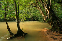 Tropical rainforest along Lam Ta Khong River, Khao Yai National Park, Nakhon Ratchasima Province, Thailand, October 2006