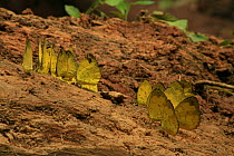 Common grass yellow butterflies (Eurema hecabe contubernalis) on log in tropical rainforest, Khao Yai National Park, Nakhon Ratchasima Province, Thailand