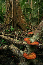 Buttress roots of an Altingia tree (Altingia excelsa) and Bracket fungi in tropical rainforest, Khao Yai National Park, Nakhon Ratchasima Province, Thailand