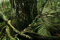 Buttress roots of tree (Choerospondias axillaris) and Palm (Calamus sp) in tropical rainforest, Khao Yai National Park, Nakhon Ratchasima Province, Thailand.