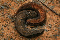 Mating slugs in tropical rainforest, Khao Yai National Park, Nakhon Ratchasima Province, Thailand