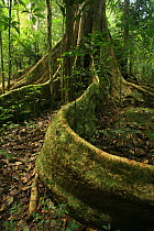 Buttress roots of tree (Tetrameles nudiflora) in tropical rainforest, Khao Yai National Park, Nakhon Ratchasima Province, Thailand