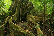 Buttress roots of (Tetrameles nudiflora) in tropical rainforest, Khao Yai National Park, Nakhon Ratchasima Province, Thailand