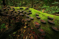 Bracket fungi growing on fallen tree in tropical rainforest, Khao Yai National Park, Nakhon Ratchasima Province, Thailand