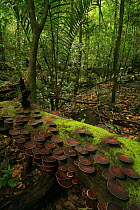 Bracket fungi growing on fallen tree in tropical rainforest, Khao Yai National Park, Nakhon Ratchasima Province, Thailand