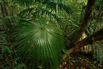 Fan palm (Livistona speciosa) in tropical rainforest, Khao Yai National Park, Nakhon Ratchasima Province, Thailand