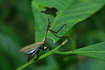 Praying mantis on plant, Khao Yai National Park, Nakhon Ratchasima Province, Thailand