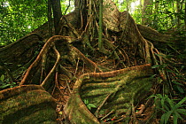 Strangler fig (Ficus sp) Buttress roots, in lowland tropical rainforest, Khao Sok National Park, Surat Thani Province, Thailand