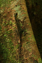 Greater spiny lizard / Armoured pricklenape (Acanthosaura armata) on buttress roots, lowland tropical rainforest, Khao Sok National Park, Surat Thani Province, Thailand