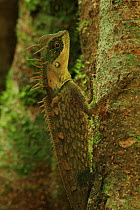 Greater spiny lizard / Armoured pricklenape (Acanthosaura armata) on tree buttress, lowland tropical rainforest, Khao Sok National Park, Surat Thani Province, Thailand