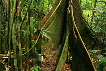 Bamboo (Dendrocalamus sp) near buttress tree, in lowland tropical rainforest, Khao Sok National Park, Surat Thani Province, Thailand