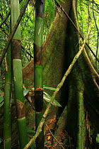 Buttress tree and Bamboo (Dendrocalamus sp) in lowland tropical rainforest, Khao Sok National Park, Surat Thani Province, Thailand
