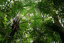 Seesip palm (Licuala distans) in lowland tropical rainforest, Khao Sok National Park, Surat Thani Province, Thailand
