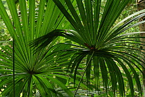 Seesip palm (Licuala distans) fronds in lowland tropical rainforest, Khao Sok National Park, Surat Thani Province, Thailand