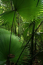 Fan palm or Lang khao palm (Kerriodoxa elegans), in lowland tropical rainforest, Khao Sok National Park, Surat Thani Province, Thailand