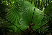 Fan / Lang khao palm (Kerriodoxa elegans) in lowland tropical rainforest, Khao Sok National Park, Surat Thani Province, Thailand