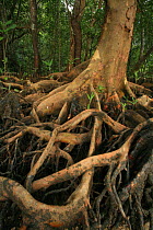 Mangrove (Xylocarpus granatum) at low tide, Phang-Nga Bay, Ao Phang-Nga National Park, Phang-Nga Province, Thailand