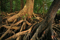 Mangroves (Xylocarpus granatum) left and (Bruguiera gymnorrhiza) right at low tide, Phang-Nga Bay, Ao Phang-Nga National Park, Phang-Nga Province, Thailand
