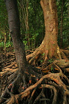 Mangroves (Bruguiera gymnorrhiza) on the left and (Xylocarpus granatum) right, at low tide, Phang-Nga Bay, Ao Phang-Nga National Park, Phang-Nga Province, Thailand