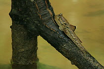 Giant mudskipper (Periophthalmodon schlosseri) on the stilt root of a Mangrove (Rhizophora sp) Phang-Nga Bay, Ao Phang-Nga National Park, Phang-Nga Province, Thailand
