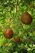 Mangrove (Xylocarpus granatum) fruit, Phang-Nga Bay, Ao Phang-Nga National Park, Phang-Nga Province, Thailand