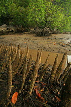 Pneumatophores (aerial roots) of Mangroves (Sonneratia caseolaris) with stilt-rooted mangroves (Rhizophora stylosa) behind, at low tide, Phang-Nga Bay, Ao Phang-Nga National Park, Phang-Nga Province,...