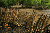Pneumatophores of Mangroves (Sonneratia caseolaris) with stilt-rooted mangroves (Rhizophora stylosa) behind, at low tide, Phang-Nga Bay, Ao Phang-Nga National Park, Phang-Nga Province, Thailand, Octob...