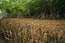 Pneumatophores of Mangroves (Sonneratia caseolaris) with stilt-rooted mangroves (Rhizophora stylosa) behind, at low tide, Phang-Nga Bay, Ao Phang-Nga National Park, Phang-Nga Province, Thailand
